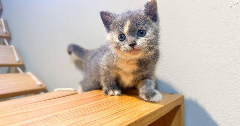 Youtube.com/Kucing Cemara